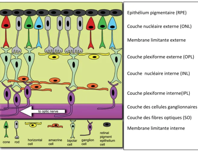 Figure 13 Structure de la rétine  Source: brain.oxfordjournals.org 