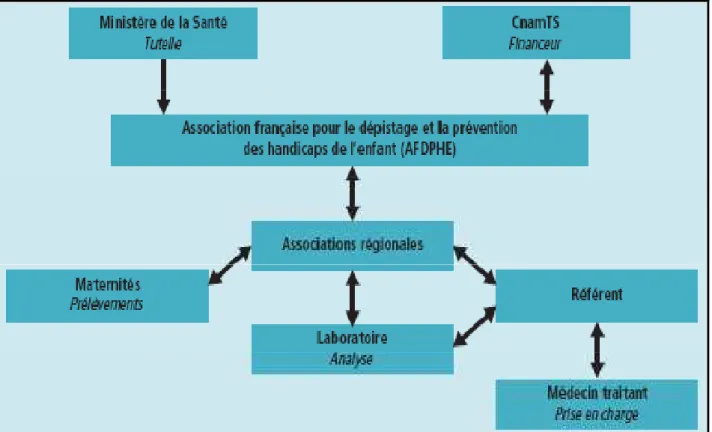 Figure 15 : organigramme de la structure du dépistage néonatal de la drépanocytose en France en  2012 (26) 