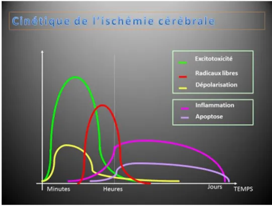 Figure n°5 : Cinétique de l’ischémie cérébrale avec les remaniements physiologiques. 