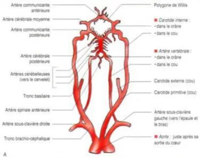 Figure n° 8: Les territoires vasculaires cérébraux 