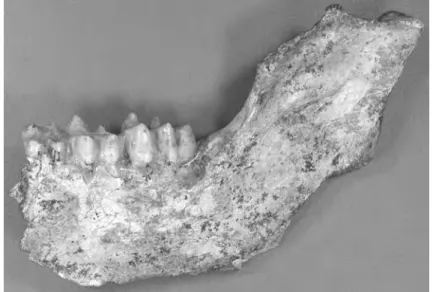 Figure 4 - Theropithecus atlanticus, Ahl Al Oughlam (cliché Geraads).