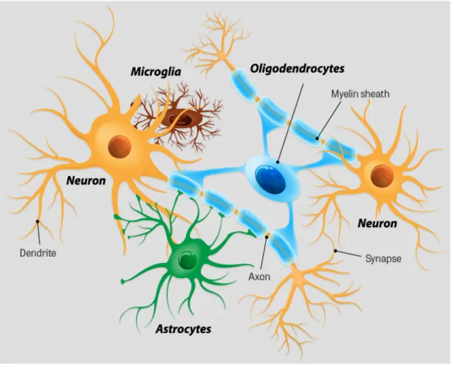 Figure 1: Illustration des principales cellules composant le système nerveux central 