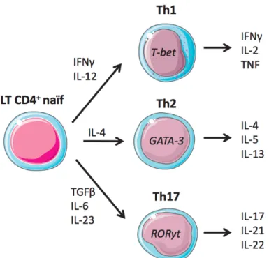 Figure 3: Illustration des possibilités de différenciation d’un LT CD4+ naïf 