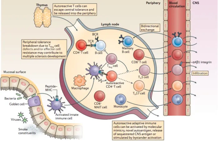 Figure 4: Illustration de la dérégulation périphérique de la tolérance du soi et de l’activation  de lymphocytes auto réactifs 