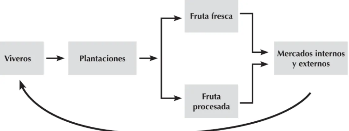 Figura 2. Enfoque simpliﬁcado de la cadena del subsector fructícola. 