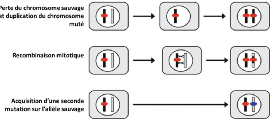 Figure 1 : Trois exemples de mécanismes d’inactivation d’un gène dans la tumeur (image  traduite de Bunz, 2016 (27)) 