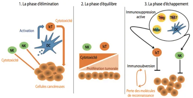 Figure  5  :  Théorie  de  l'immuno-surveillance  et  de  l'échappement  immunitaire.  Schéma  repris  du  Dr  François  Ghiringhelli correspondance en Onco-théranostic janvier-mars 2013 