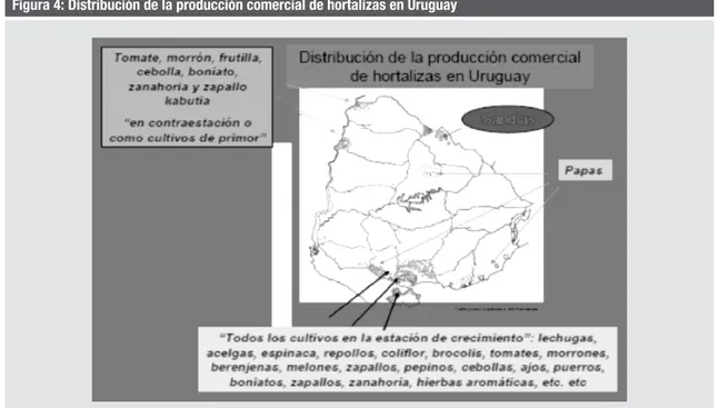 Figura 4: Distribución de la producción comercial de hortalizas en Uruguay