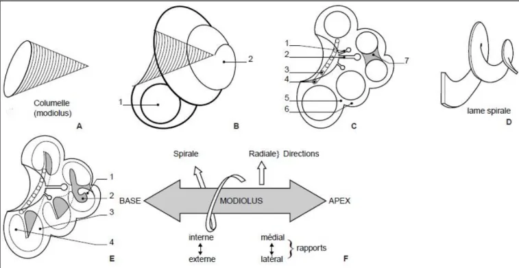 Figure 19. Anatomie de la cochlée osseuse (limaçon). 