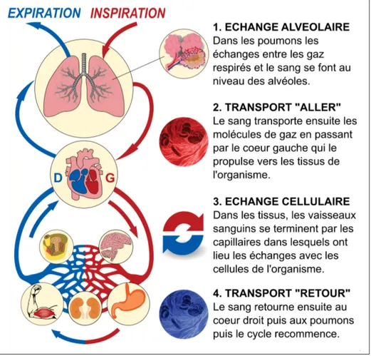 Figure 0.1 Le parcours des gaz dans le corps Tirée de Passion Subaquatique (2017)