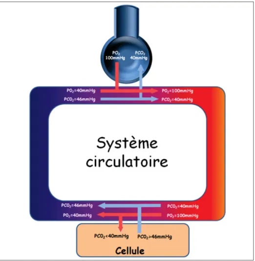 Figure 0.2 Les pressions partielles du CO 2 et du O 2 dans les veines et artères Tirée du Unisciel (2016)