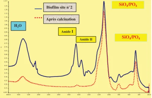Fig. 4. IR spectrum of the biofilm n ° 1, after calcination at 550 ° C for 30 min.
