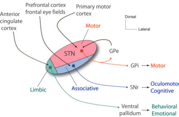 Figure 1 Organisation fonctionnelle du noyau sous-thalamique 1 4