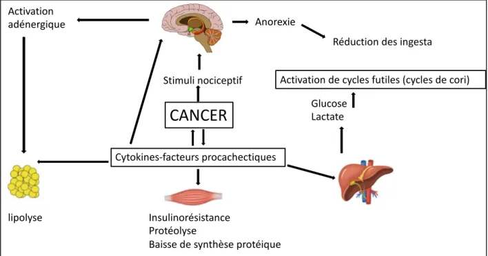 Figure 4 : Mécanismes physiopathologiques de la cachexie cancéreuse (d’après Fearon et al)  (18)