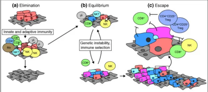 Figure 8 : Immuno-editing d’après Strausberg et al (59) 