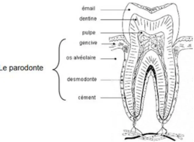 Figure 1 : Coupe d'une dent 