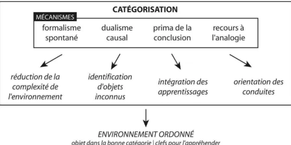 Figure 6. Synthèse du processus de catégorisation (réalisation personnelle) 