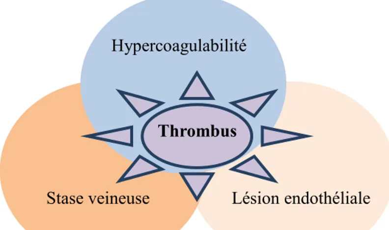 Figure 1: La triade de VichowThrombus 