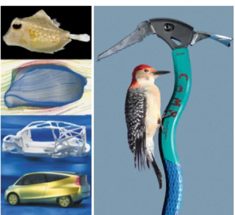 Fig. 1 Boxfish Mercedes Benz Bionic Car (Left), CAMP  Woodpecker Ax (Right)  