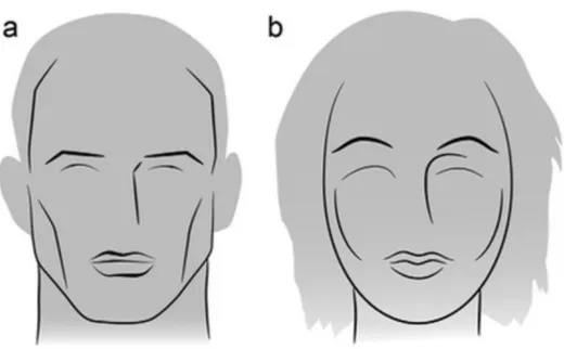 Figure 2. Lignes schématiques mettant en évidence les différences de forme entre les  visages mâles et femelles(5) 