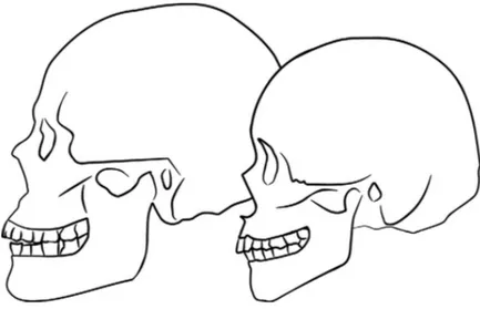 Figure 5. Différence entre les profils crâniens mâles et femelles(5) 