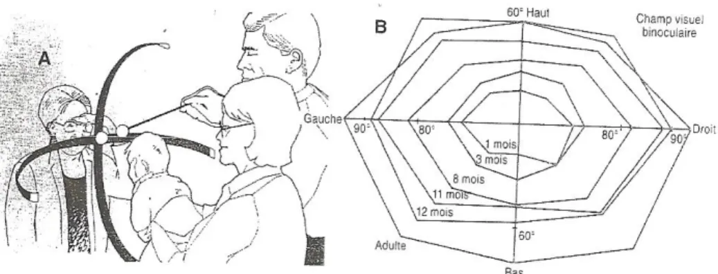 Figure 12: Le champ visuel binoculaire du nourrisson. 