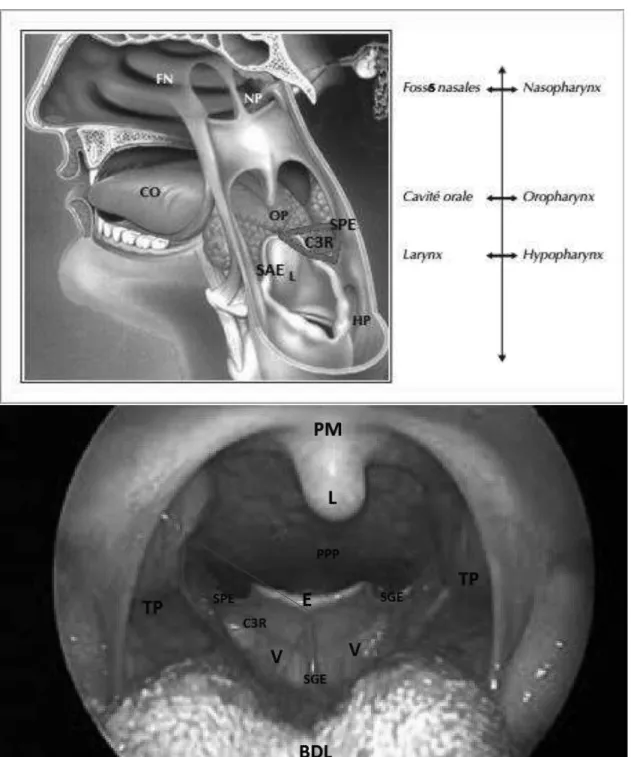Figure 1 : Anatomie des voies aérodigestives supérieures et différents rapports à gauche (vue postéro-latérale  gauche) CO : cavité orale, OP : oropharynx, L : Larynx, HP : Hypopharynx, NP : Nasopharynx (cavum), FN :  fosses nasales ; vue endobuccale antér