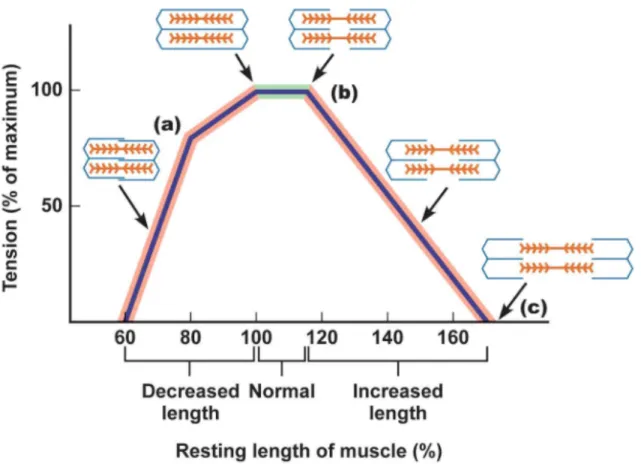 Figure    5    :    Courbe    décrivant    la    prétension    d'un    muscle    strié    en    fonction    de    sa    longueur        exprimée   en   pourcentage   de   sa   longueur   de   repos