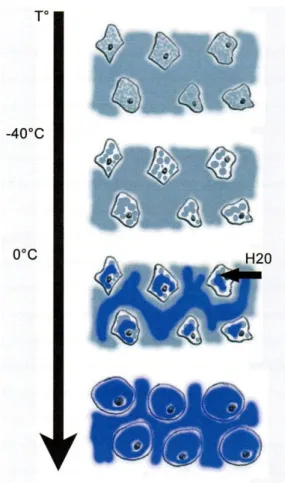 Figure 11 : Schéma illustré de la répartition de la glace (couleur bleu) pendant le processus  de décongélation : lorsque la glace commence à fondre lorsque la température repasse au dessus 