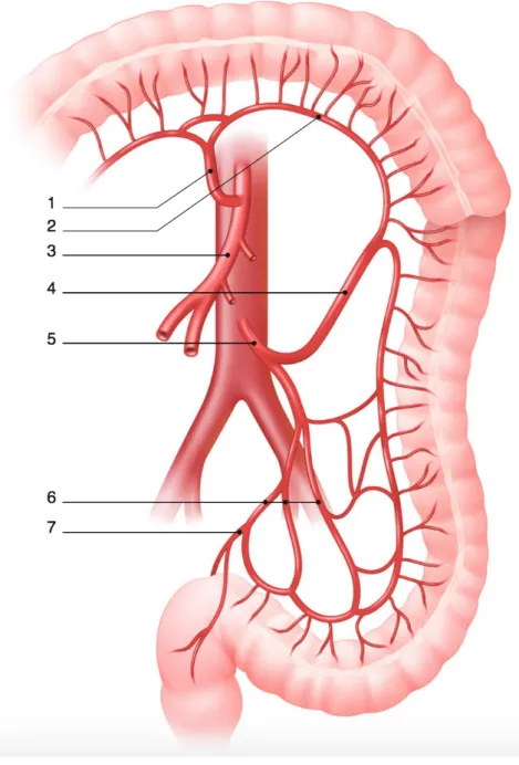 Figure   2   :   L’AMS   et   l’AMI,   vue   générale.   1   :   artère   colique   moyenne,   2   :   arcade   marginale,   3    :    artère    mésentérique    supérieure,    4    :    artère    colique    gauche,    5    :    artère    mésentérique    in