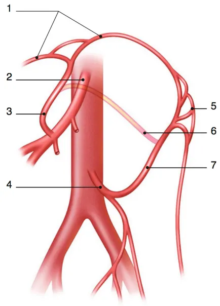 Figure   4   :   Anastomoses   entre   les   artères   mésentériques   supérieure   et   inférieure