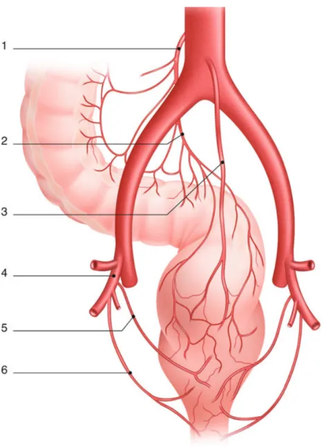 Figure    5   :    Anastomoses    entre    l’artère    mésentérique    inférieure    et    les    artères    iliaques    internes   (vue   postérieure)