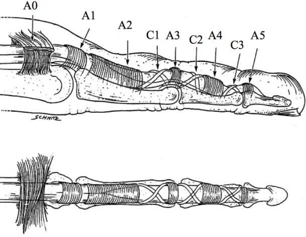 Fig. 1: classification des poulies selon Doyle et Blyth (4). 