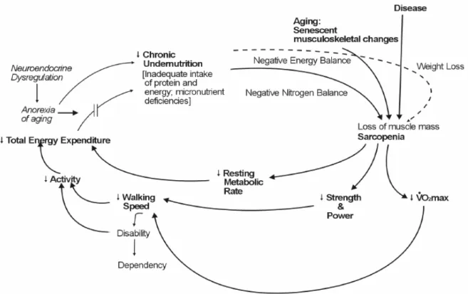 Figure 1 : Le cycle de fragilité selon Fried et al (7)  