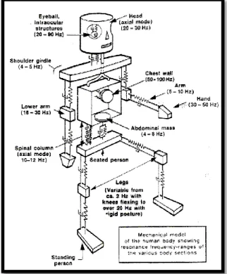 Figure 1: Whole body vibration frequencies responses  