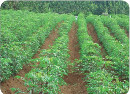 Figura 19. Plantación de yuca con un adecuado control de malezas.