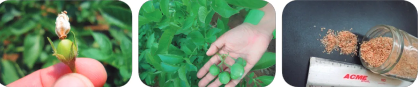 Figura 7. Izquierda y centro: frutos de la planta de papa. Derecha: semilla sexual obtenida de frutos de papa variedad Caesar.