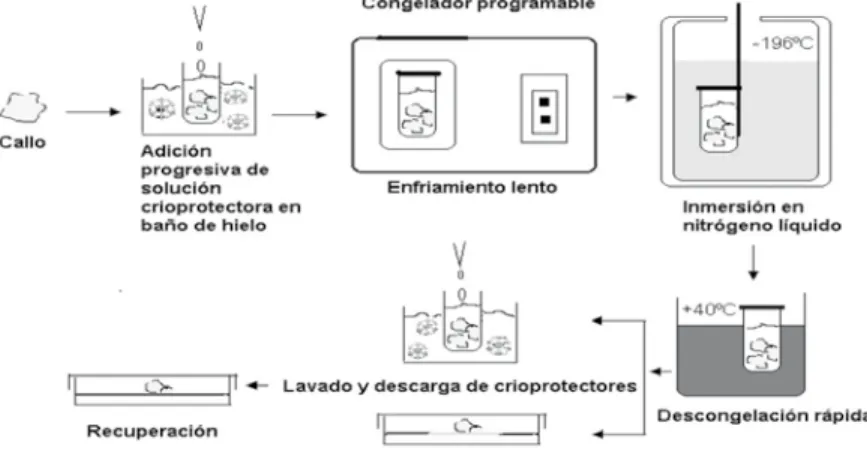 Figura 4.1. Representación gráfica de un protocolo convencional.