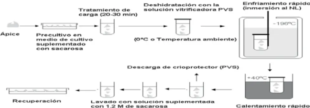 Figura 4.3. Representación gráfica de un protocolo de vitrificación.