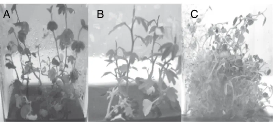 Figura 6.1. Plantas desarrolladas a partir de semillas crioconservadas: 