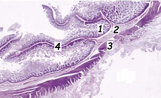Figure 8 - Coupe histologique d'un jéjunum normal avec vue à faible grossissement  1. Muqueuse ; 2
