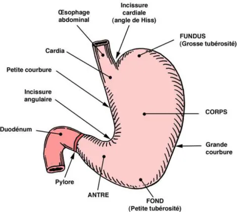 Figure 10 - Représentation schématique de l'estomac 