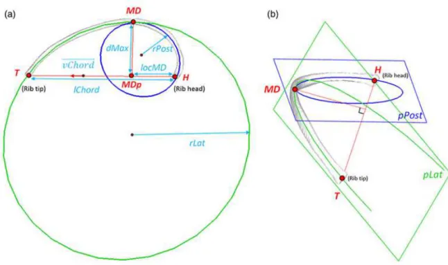 Figure 3: parameters of a rib midline (a): transverse plane view, (b) frontal plane view