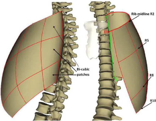 Figure 4: Network of cubic splines (red) controlling the bi-cubic surface of the thorax  for both left and right sides