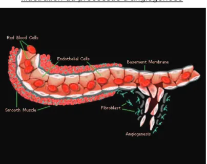 Illustration du processus d’angiogénèse 