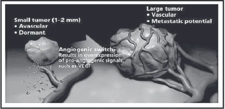 Illustration du concept de Switch angiogénique (d’après Carmeliet et al.)(27) 