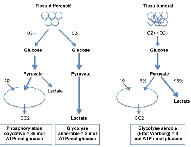 Figure 2. A gauche : production énergétique par le tissu sain (voie de la glycolyse par  le cycle de Krebs et la voie anaérobie)