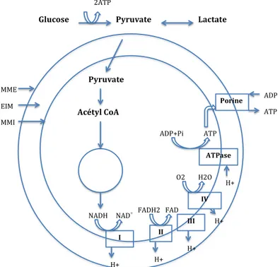 Figure 4. Schéma descriptif de la chaine respiratoire mitochondriale. MME : 