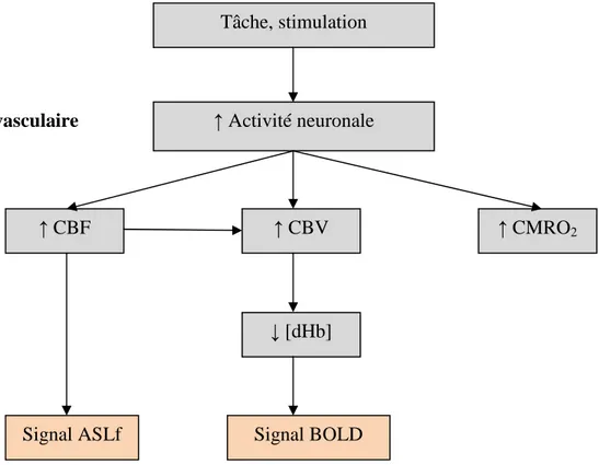 Figure 9. Principe de génération du signal ASLf et BOLD, d’après Raoult et al (28)  CBF :  débit  sanguin  cérébral,  CBV :  volume  sanguin  cérébral,  CMRO 2  :  taux  métabolique  cérébral d’oxygène, [dHb] : concentration en déoxyhémoglobine
