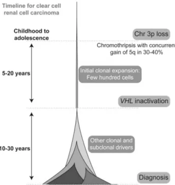 Figure 2 : Chronologie de l'évolution clonale d'un carcinome à cellules claires aux stades  précliniques